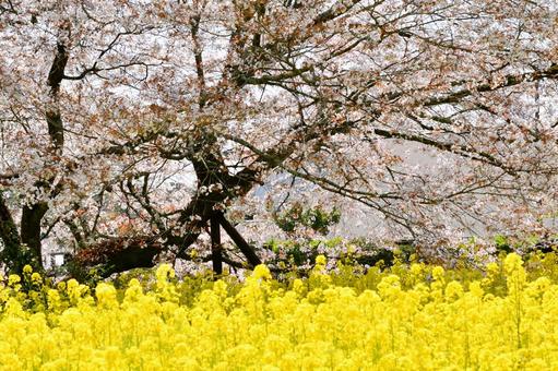 狩宿の下馬桜 狩宿の下馬桜 狩宿の下馬桜,アカメシロバヤマザクラ,桜の写真素材