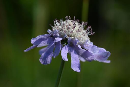 榛名ユウスゲの道で撮ったマツムシソウの花 榛名ユウスゲの道で撮ったマツムシソウの花の写真