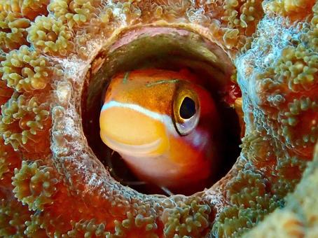 テンクロスジギンポ テンクロスジギンポの写真