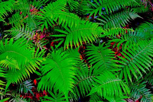 Fern plants, fern plants, jungle, subtropical, JPG