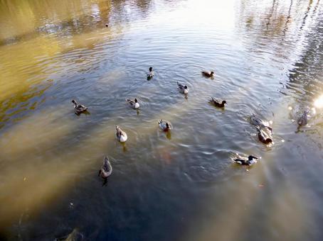 光と影の間を泳ぐ越冬の野鳥たち 光と影の間を泳ぐ越冬の野鳥たちの写真