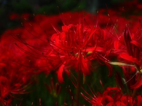 紅蓮 紅蓮の写真