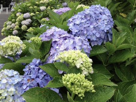 あじさい あじさい 紫陽花,アジサイ,梅雨の写真素材