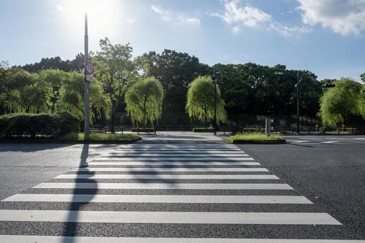 横断歩道の向こうに見える柳 横断歩道の向こうに見える柳の写真
