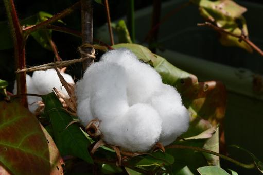 開いた綿の実 ワタ,綿,実の写真素材