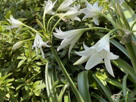 神田川6月:アフリカハマユウの花 神田川6月:アフリカハマユウの花の写真