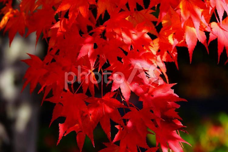 秋のもみじ かえで,もみじ,オレンジの写真素材
