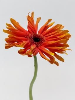 オレンジ色のガーベラの花 花,ガーベラ,植物の写真素材