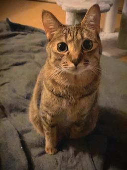 猫 猫の写真