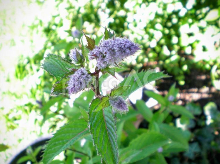 北欧の草花 北欧,草花,植物の写真素材