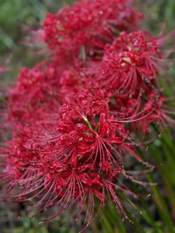 彼岸花 彼岸花 植物,季節,秋の写真素材