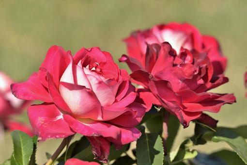 薔薇 薔薇の写真