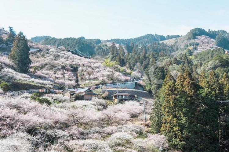 賀名生梅林の風景 梅,梅林,梅林公園の写真素材
