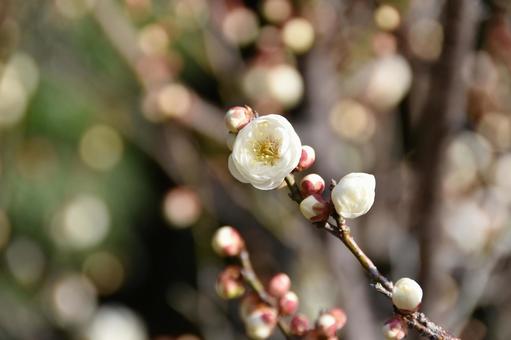 Plum (Tamabotan), JPG Plum (Tamabotan), JPG