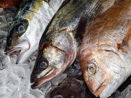 鮮魚　ヒラマサ　スズキ　マダイ 魚,鯛,スズキの写真素材