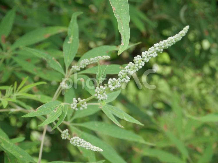 ハーブ　セイヨウニンジンボク セイヨウニンジンボク,ハーブ,白花の写真素材