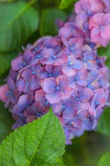 紫陽花 紫陽花の写真
