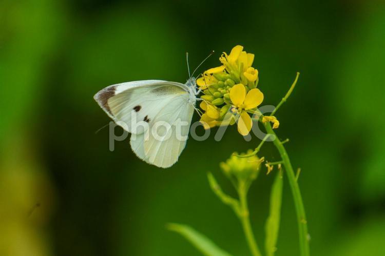 菜の花の蜜を吸うモンシロチョウ 昆虫,蝶,花の写真素材