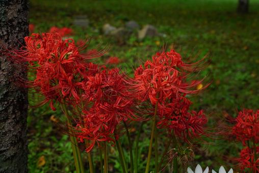 曼殊沙華 曼殊沙華 彼岸花,植物,花の写真素材