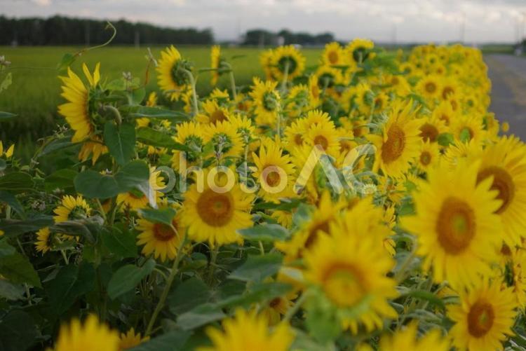 とある田舎のひまわり通り・その１ 向日葵,ひまわり,ヒマワリの写真素材