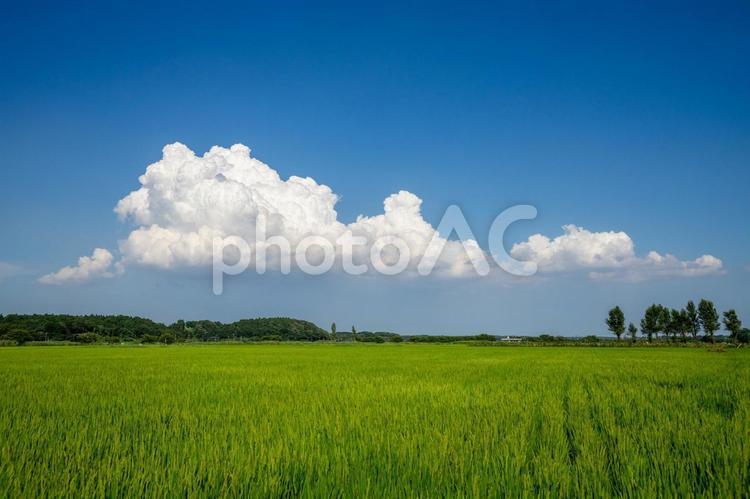 田園風景 田園風景,田舎,田舎暮らしの写真素材