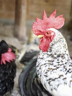 仲間と過ごす雄鶏の一日 仲間と過ごす雄鶏の一日の写真