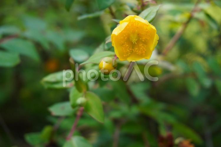 黄色い花と小さな蕾 花,黄色,蕾の写真素材