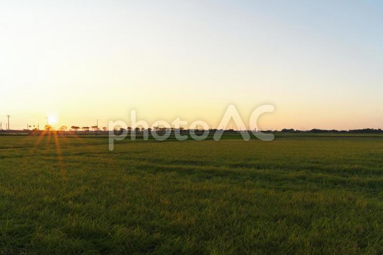 田んぼの夕景 田んぼ,夕日,空の写真素材