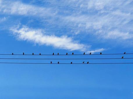 音符の様に止まる電線の鳥 音符の様に止まる電線の鳥の写真