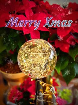 ポインセチアと光のオーブ① クリスマス,花,赤の写真素材