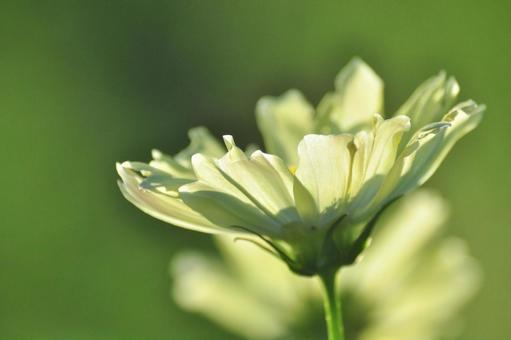 Photo, cosmos, autumn cherry blossoms, yellow, 