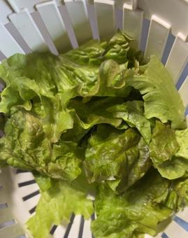 R7.10.21 レタスの水切り R7.10.21 レタスの水切り レタス,水切り,リーフレタスの写真素材