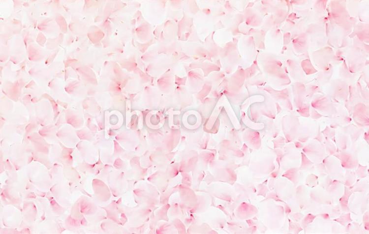 ピンクの桜の花びらが密集している背景素材 桜,さくら,サクラの写真素材