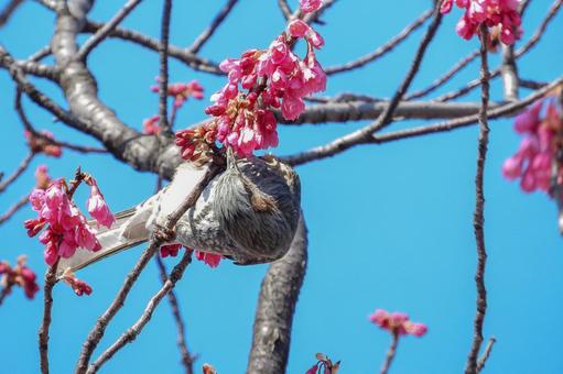 花の蜜を食べるヒヨドリ 花の蜜を食べるヒヨドリの写真