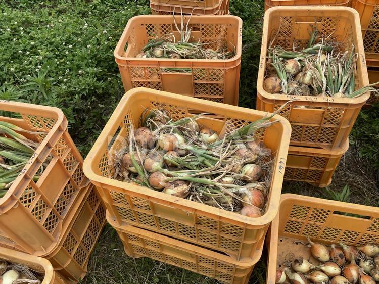 有機栽培・無農薬栽培　畑で玉ねぎの収穫2 畑,玉ねぎ,タマネギの写真素材