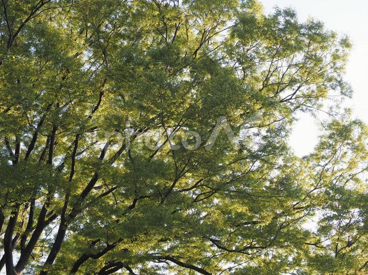 落葉樹　ケヤキの大木③ 大きな木,けやき,欅の写真素材