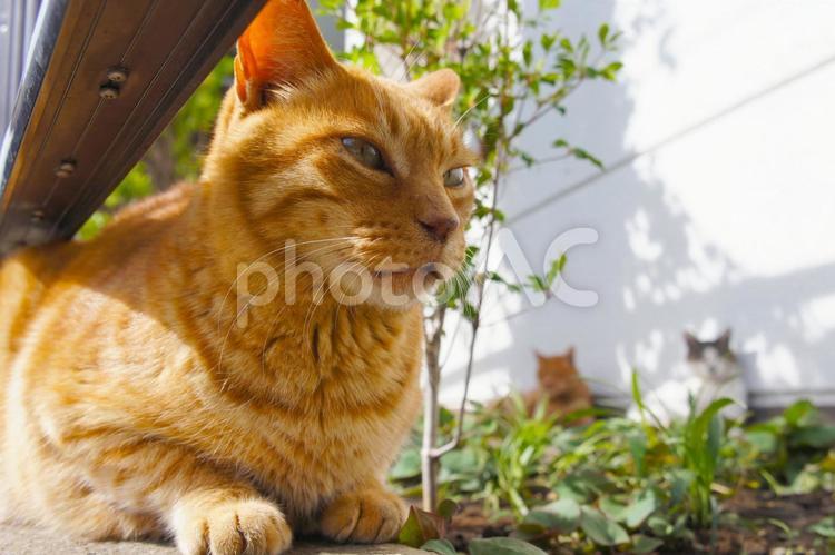 フェンスの向こうで日向ぼっこする野良猫 猫,ネコ,野良猫の写真素材
