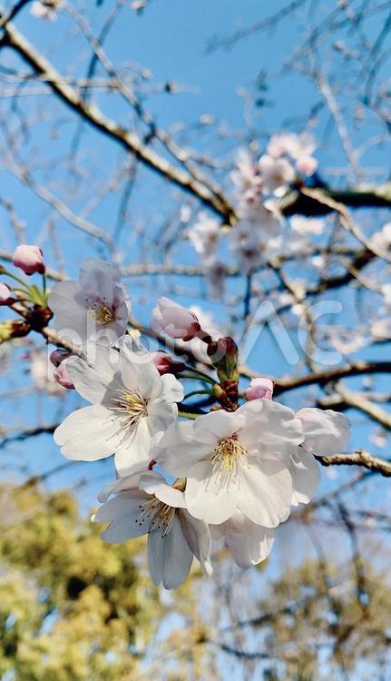 咲き始めたばかりの桜② 桜,晴天,公園の写真素材