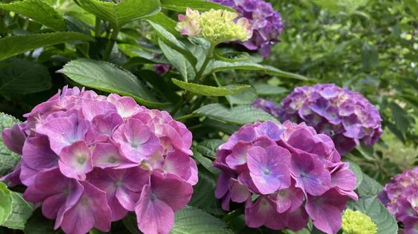 紫色のアジサイ 紫色のアジサイ 紫陽花,花,梅雨の写真素材
