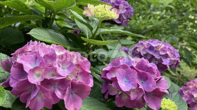 紫色のアジサイ 紫陽花,花,梅雨の写真素材
