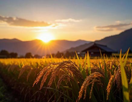 日本の風景 稲穂 日本の風景 稲穂の写真
