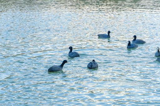 池を泳ぐオオバンたちの群れ 池を泳ぐオオバンたちの群れの写真