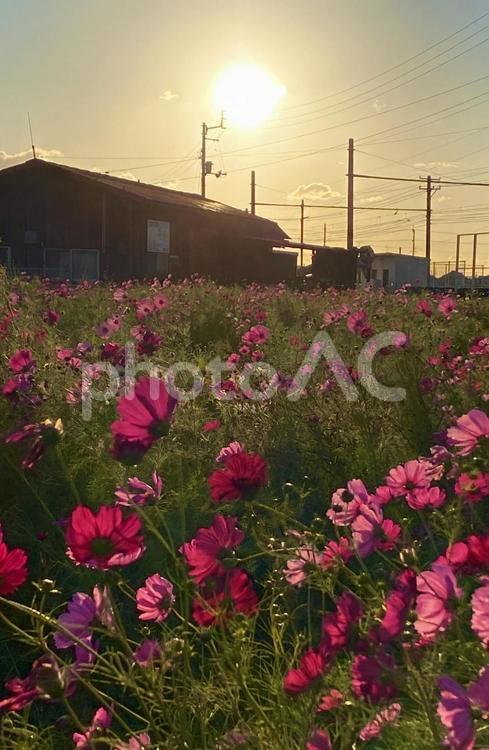夕日に映えるコスモス コスモス,こすもす,夕焼けの写真素材