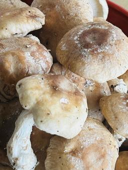 Shiitake mushroom, JPG Shiitake mushroom, JPG