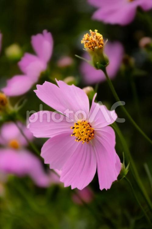 ピンク色のコスモスの花が咲いています 花,コスモス,秋桜の写真素材