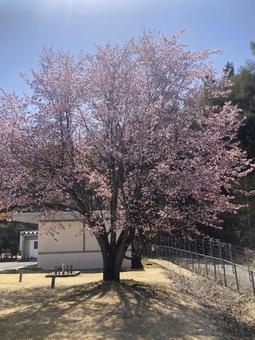 桜の木と影の写真