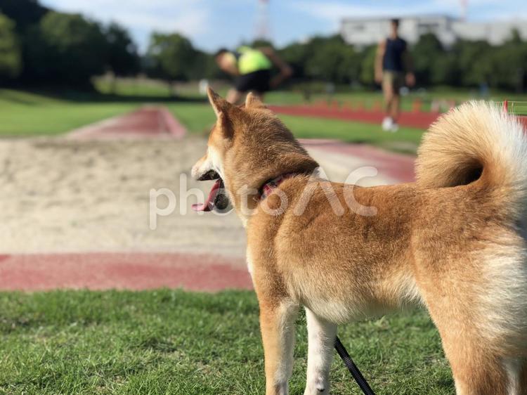 散歩中の柴犬 犬,飼い犬,ドッグの写真素材