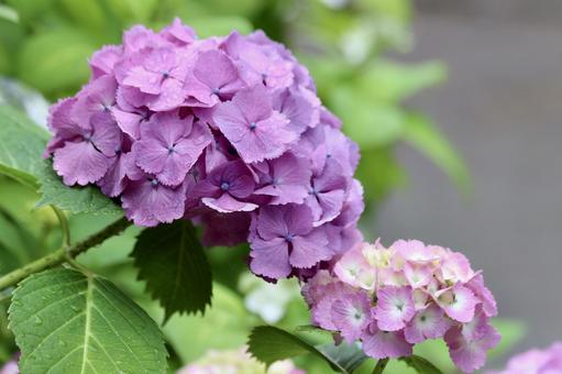 紫の紫陽花 紫の紫陽花の写真