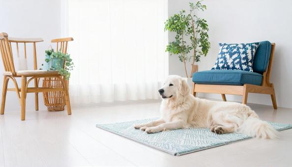 リビングで寝転ぶ可愛いピレネー犬の写真