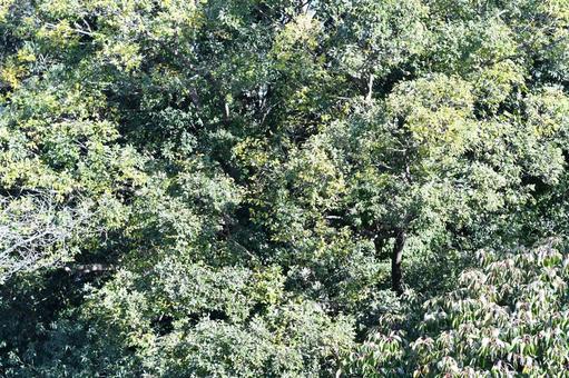 生い茂る木々 生い茂る,木々,秋の写真素材